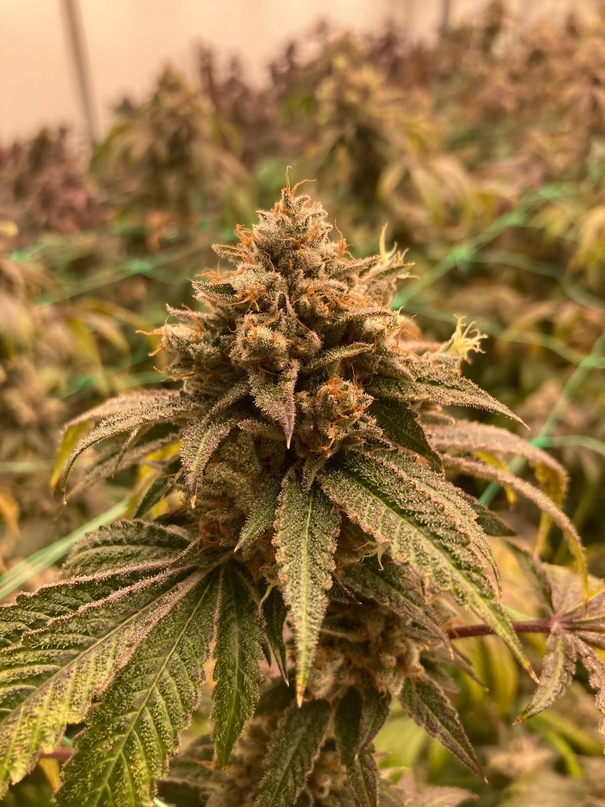 Pat Cannabis Farm