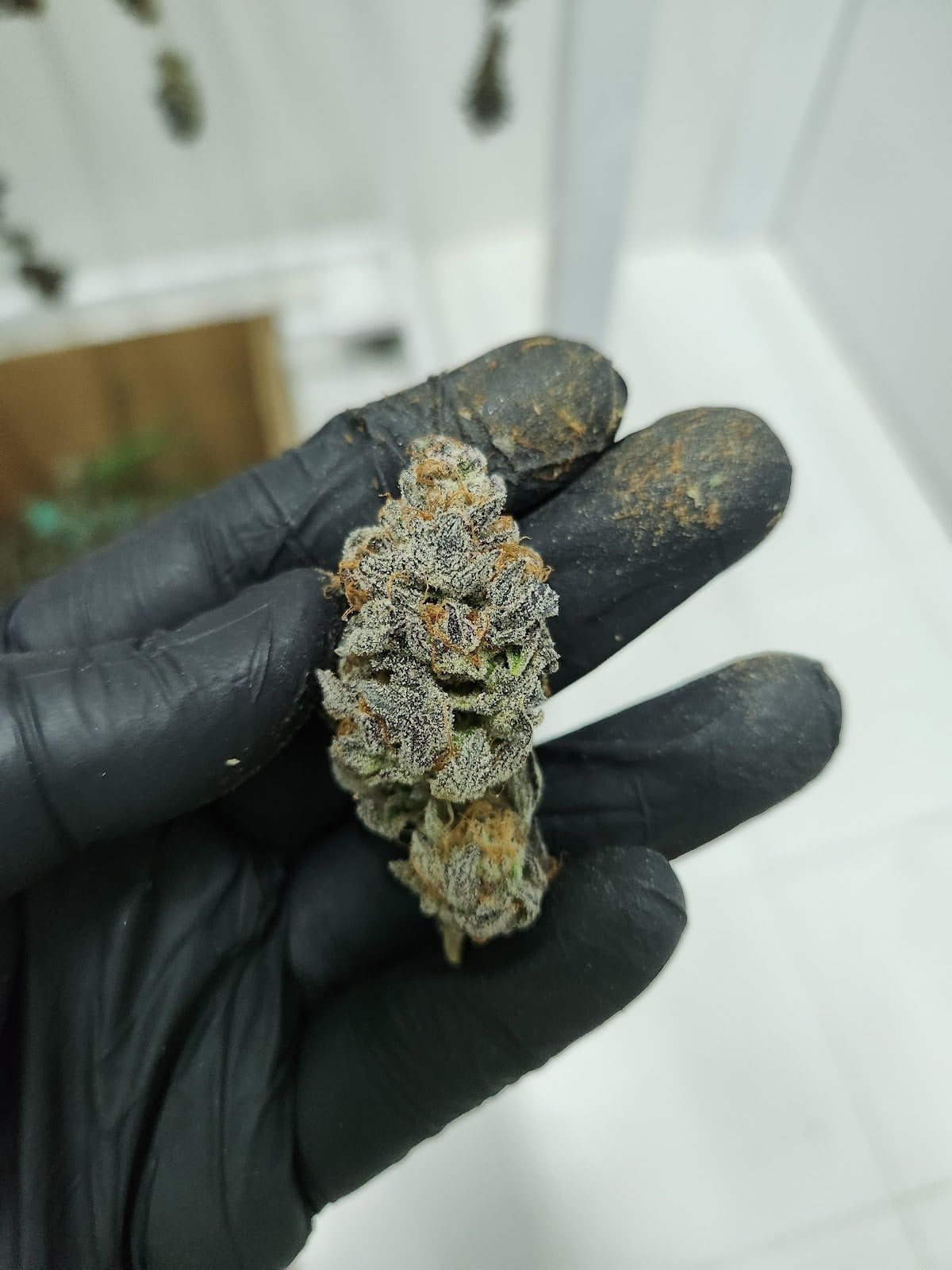 Iconic Cannabis
