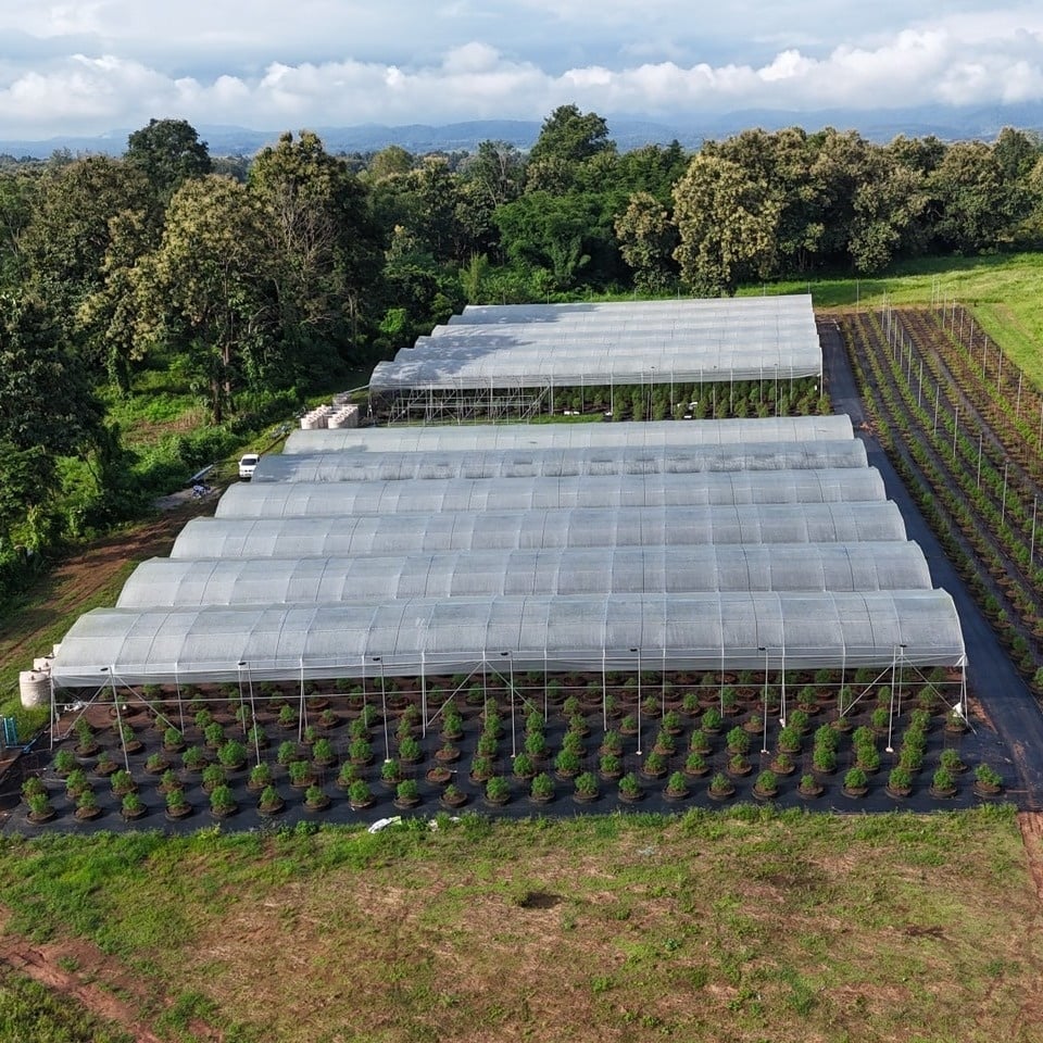 Maopa Cannabis Farm