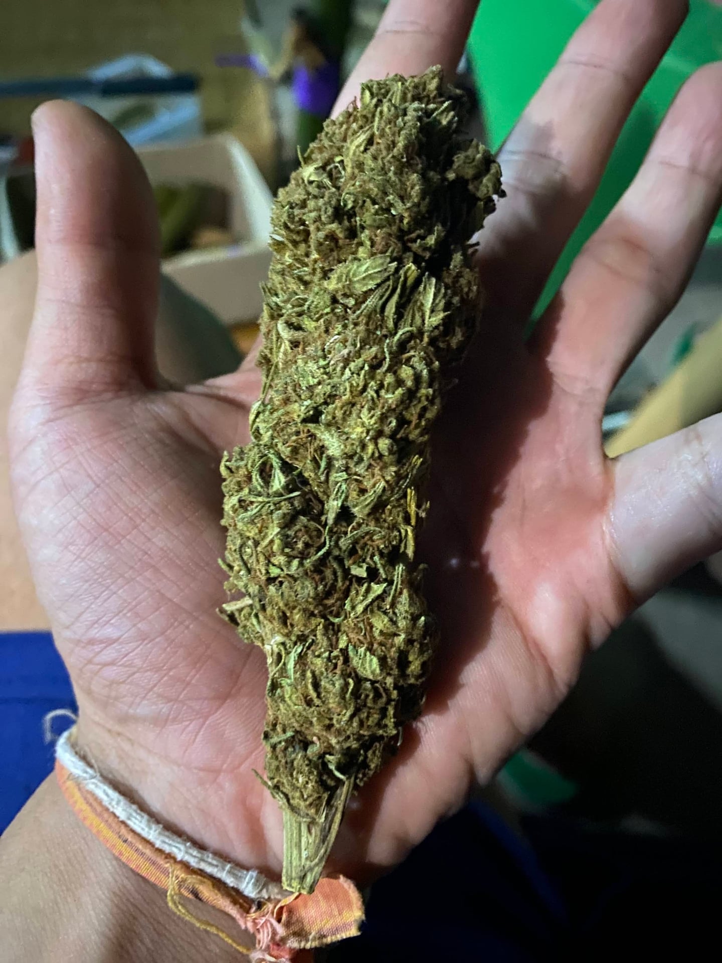Mar.yum Cannabiz Area