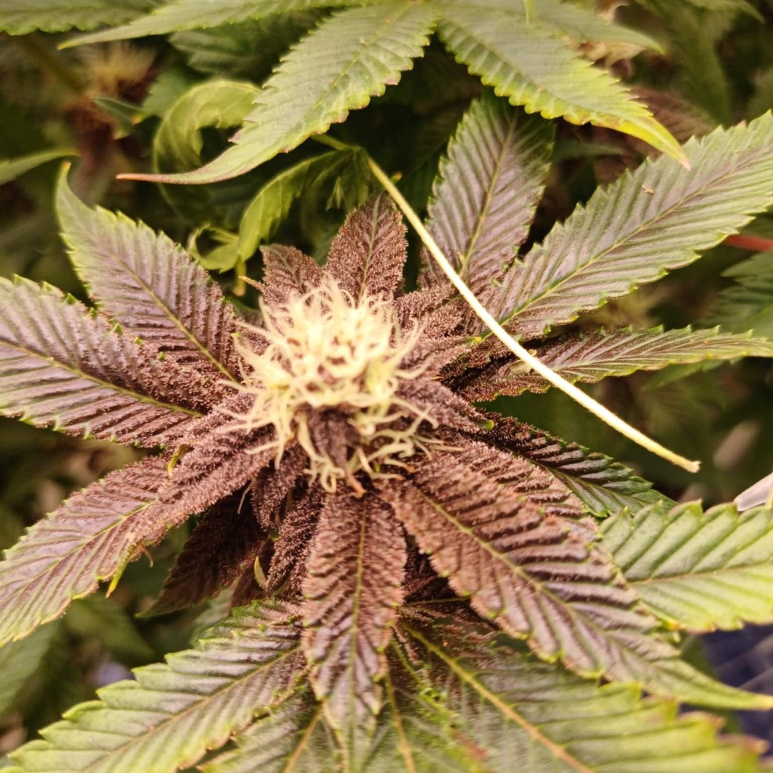 MR.Surprise Cannabis