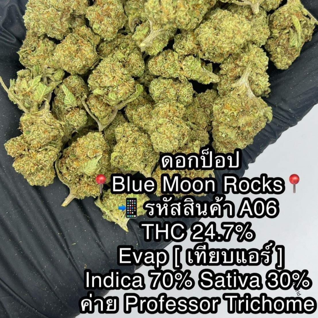 Feasto Og Kush