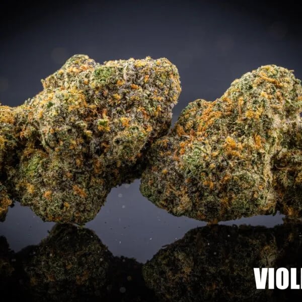 Cannabear