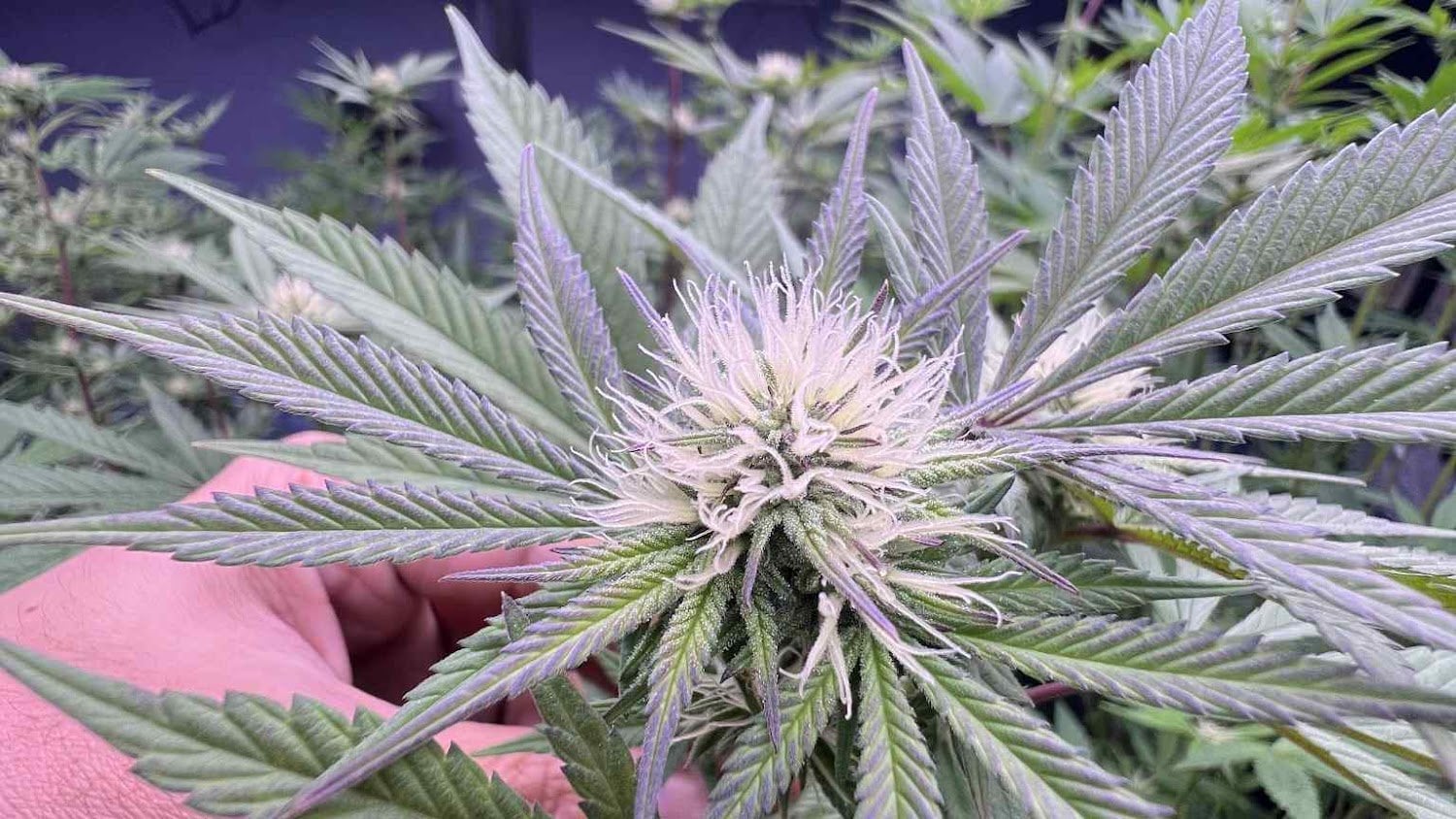 MineCannabis Bangsaphan