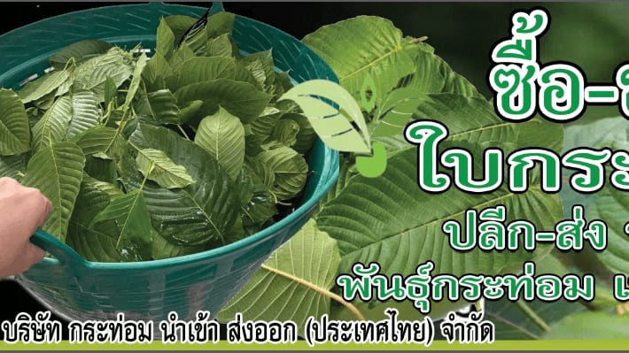 Kratom Import Export