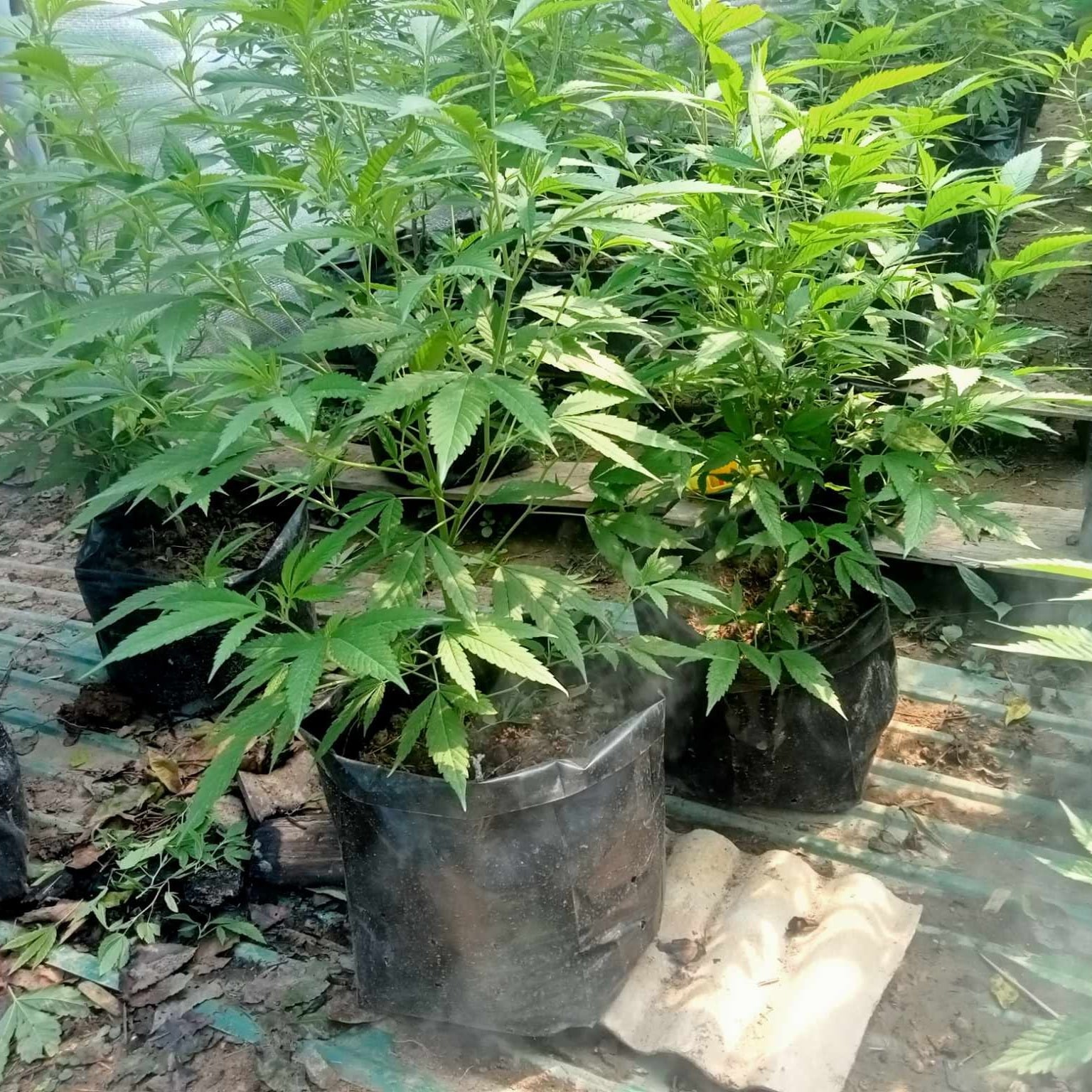 Feasto Og Kush