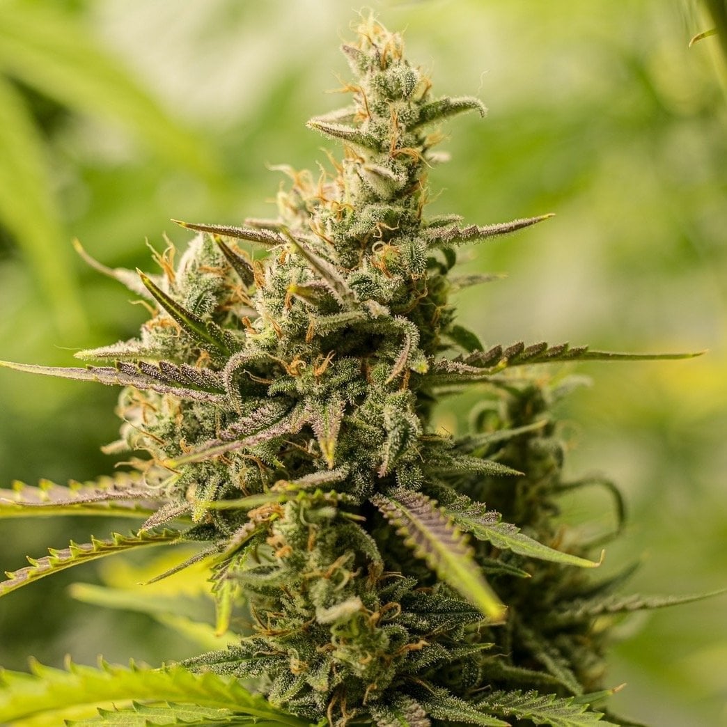 Og Kearth Mimosa Cake, Bruce Banner