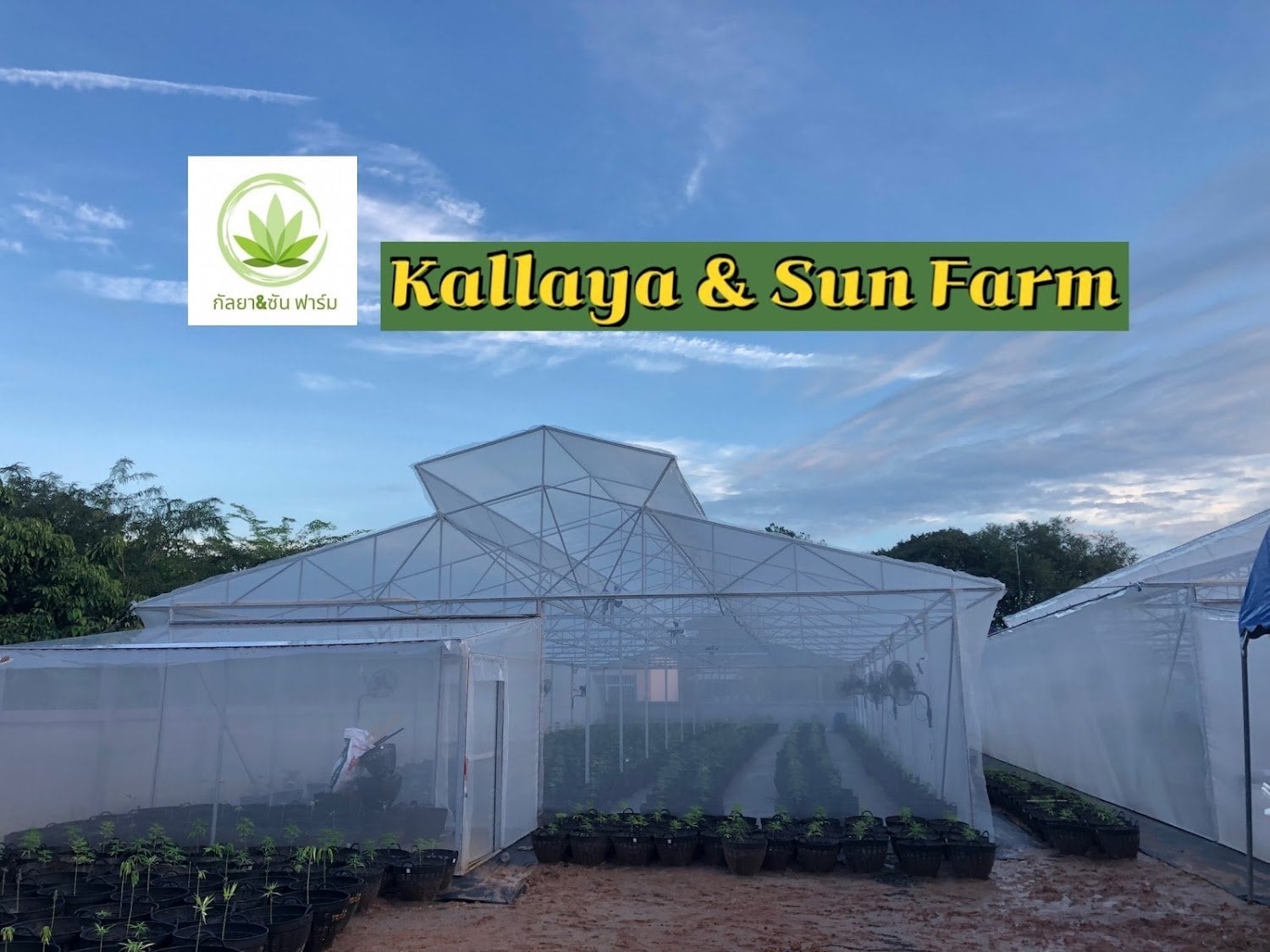 Kallaya & Sun Farm
