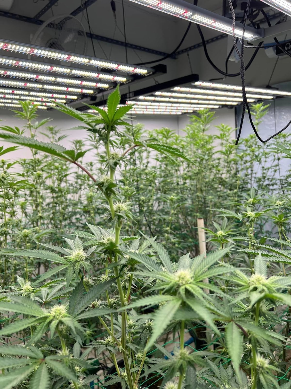 Weed Station