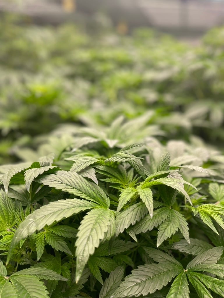 Cannabis Farm )