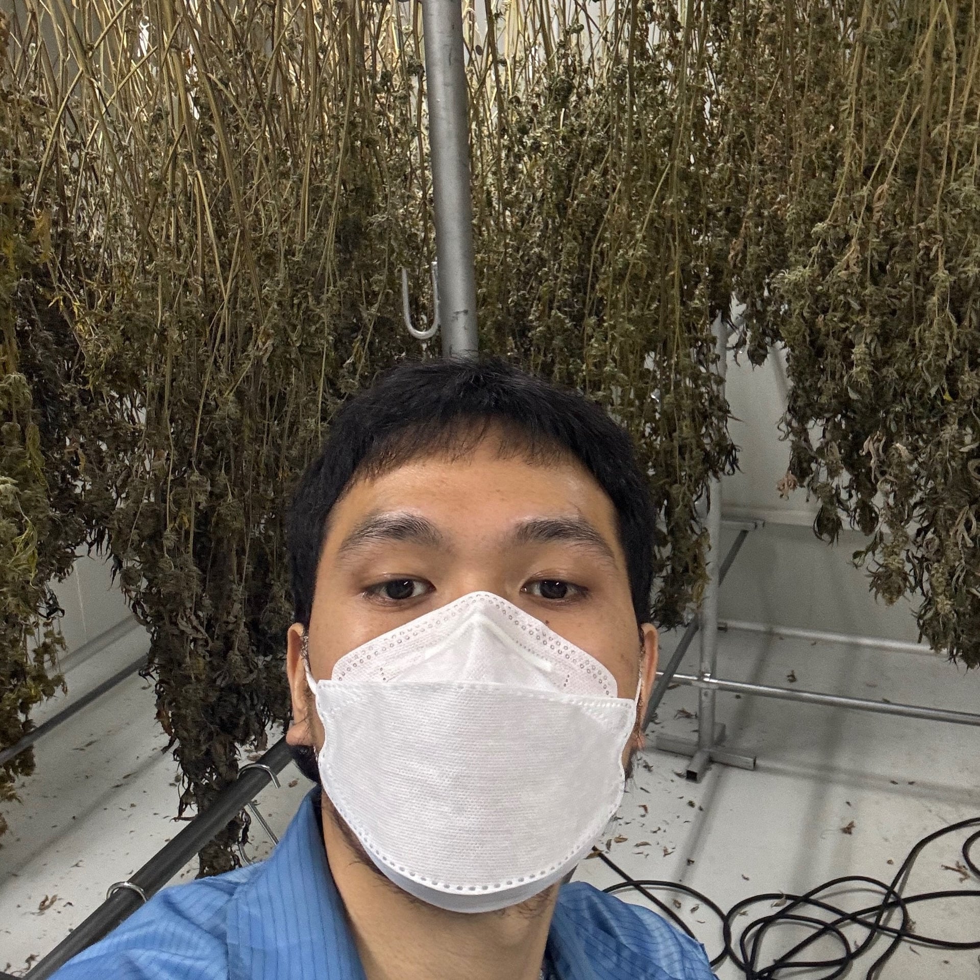 Helloweed Kpp