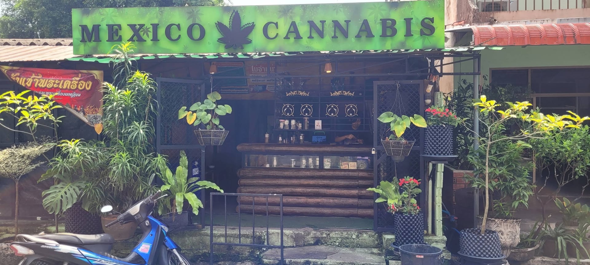 Mexico Cannabis