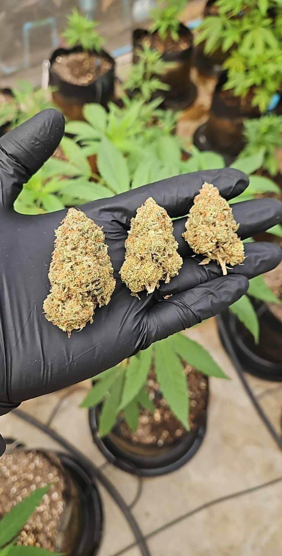 Hello High Trees Cannabis Home Grown