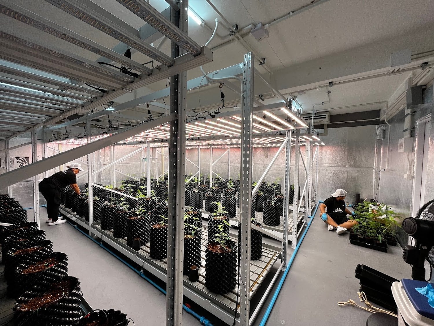 Plern Everyday & Siam Verdure Research