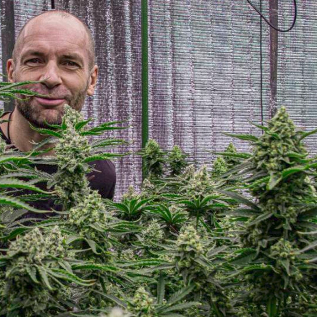 Dutch Green Heaven Cannabis