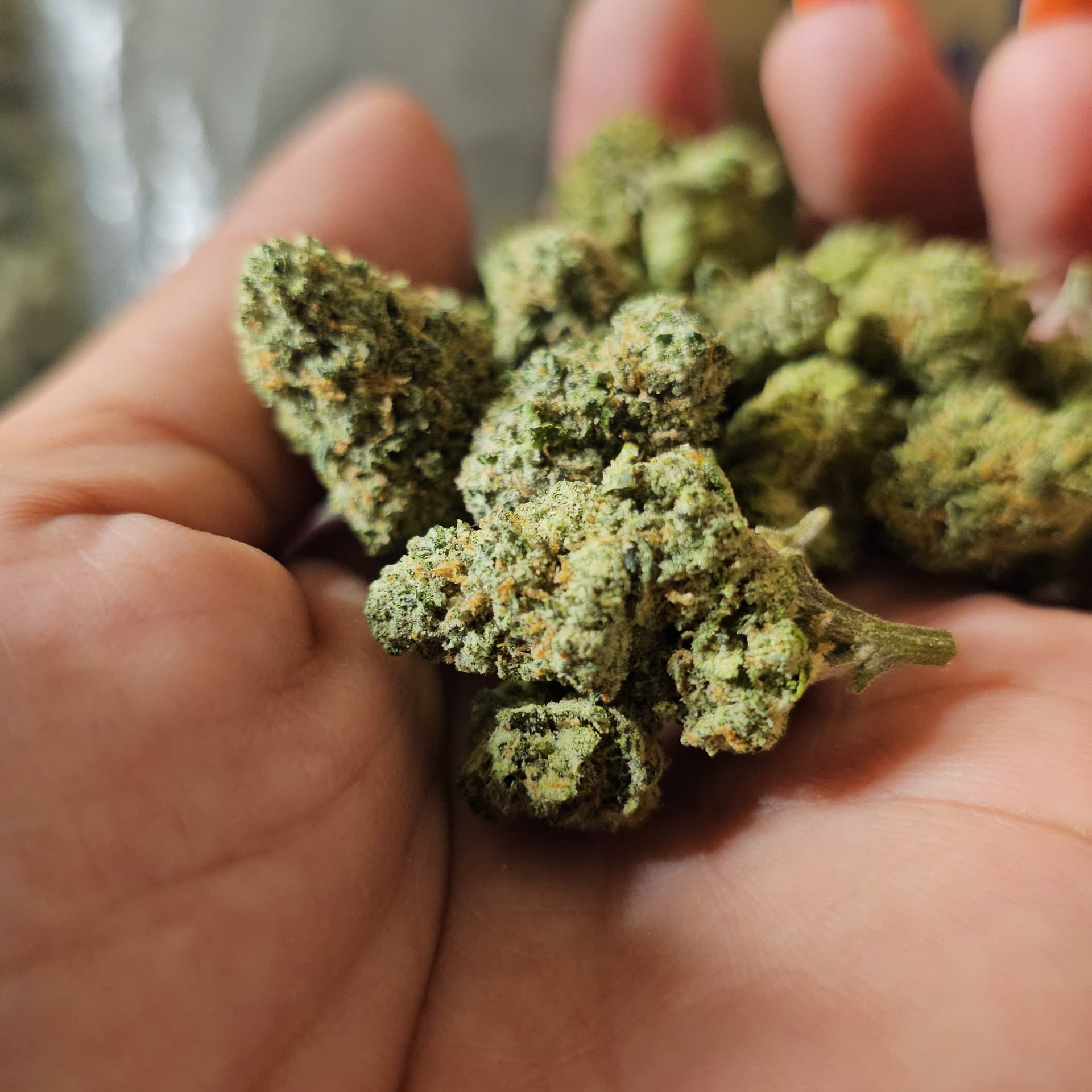 Lady Cannabis