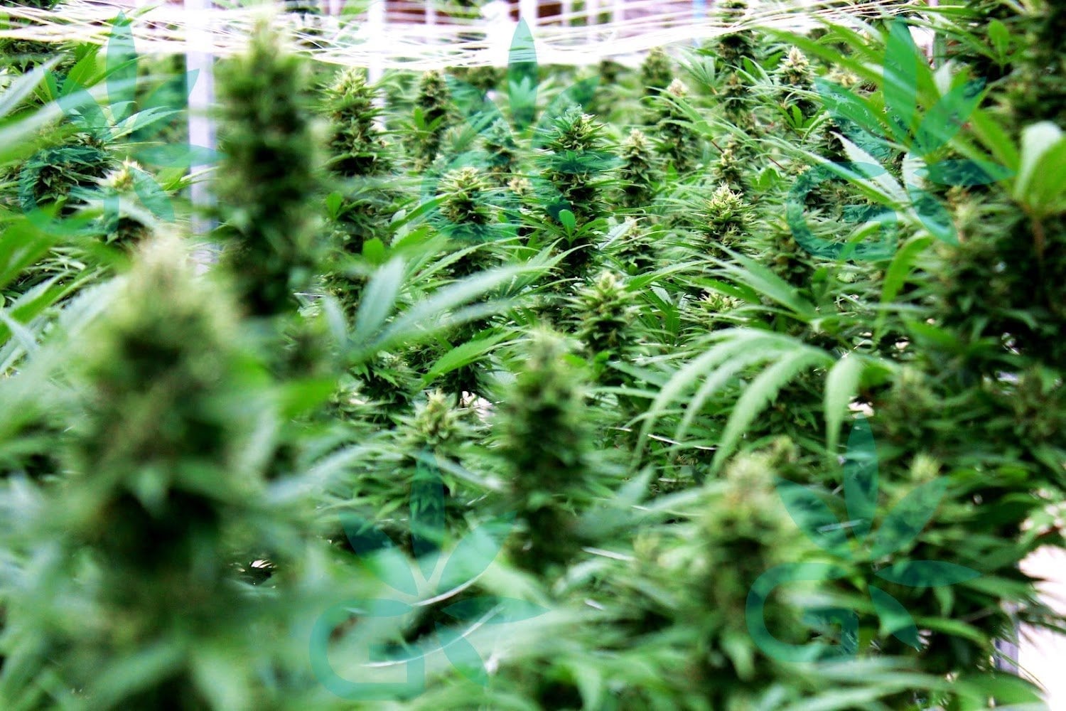 Thcg Holding
