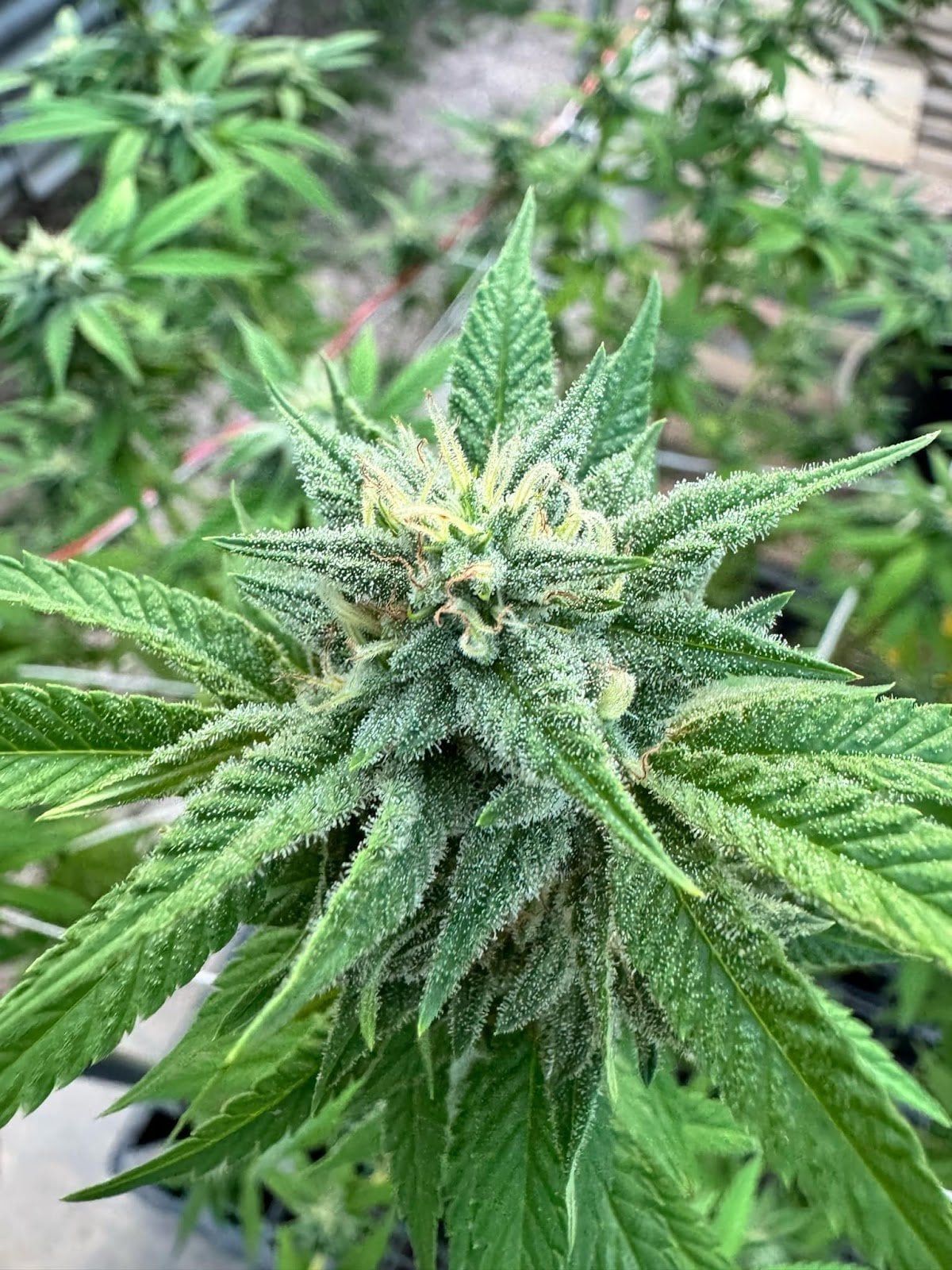 KK Cannabiz