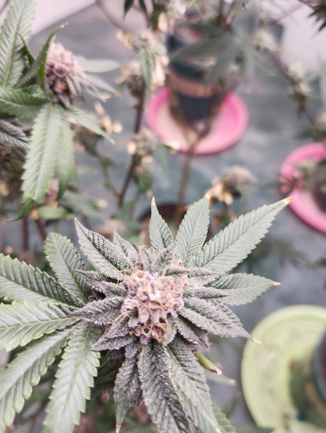 Lanta Evacannabis