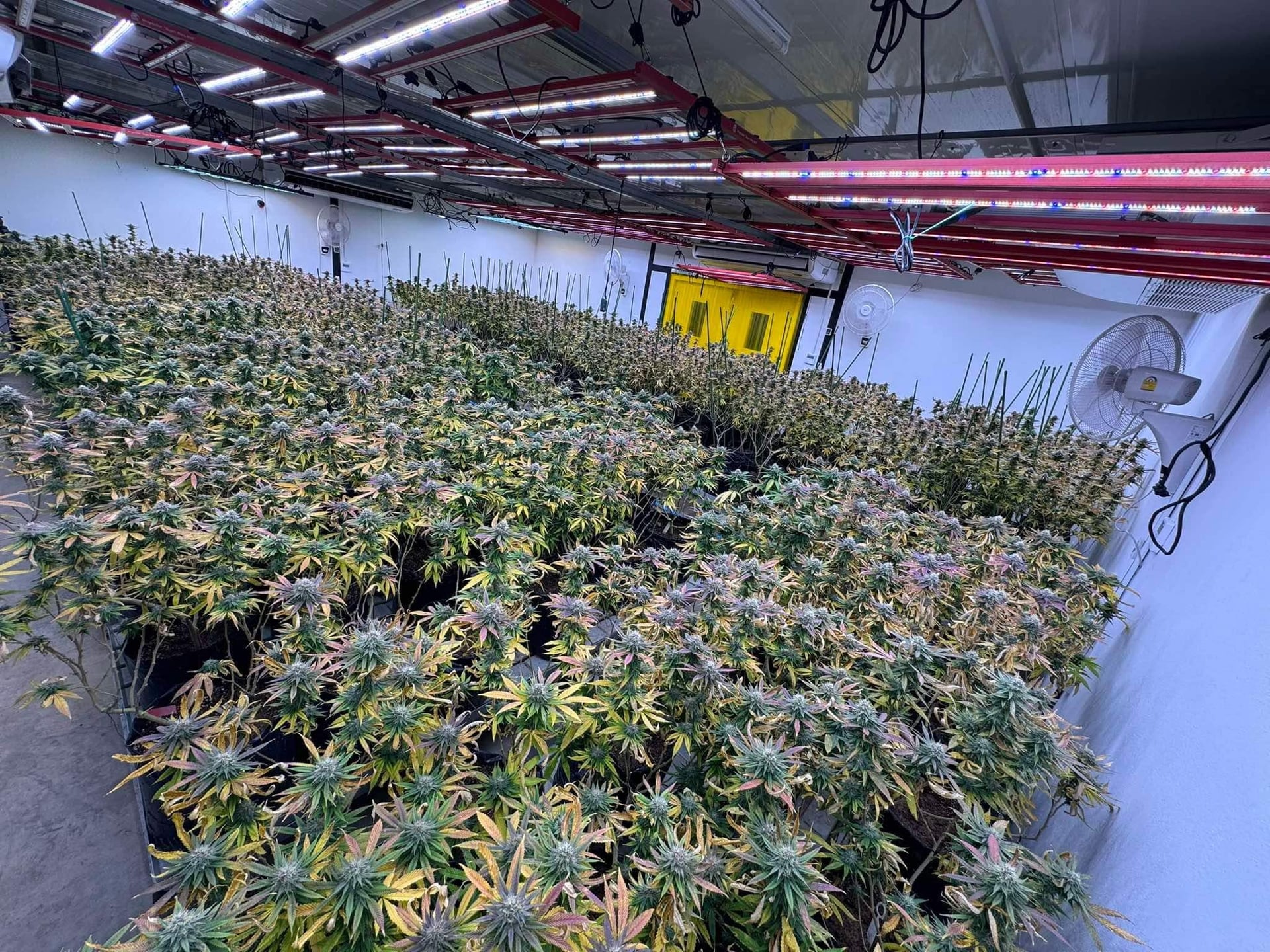The God Flower