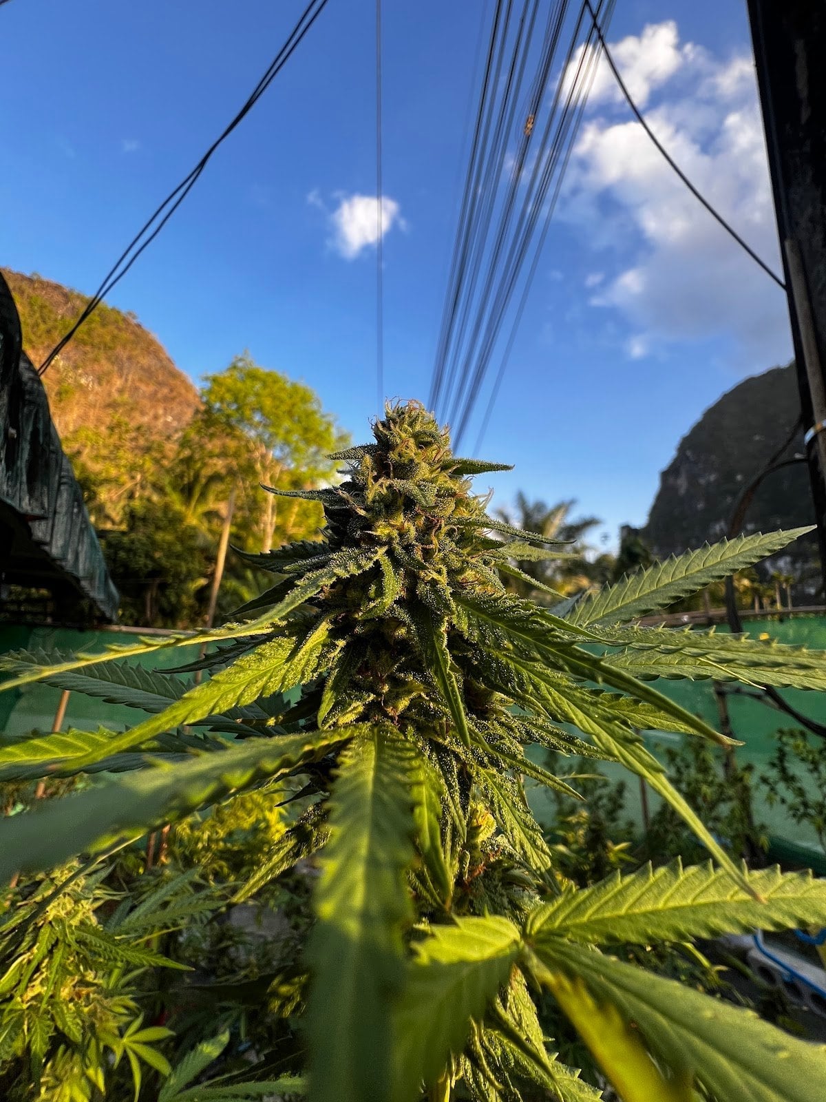 CannabisFarm KhaoSok88