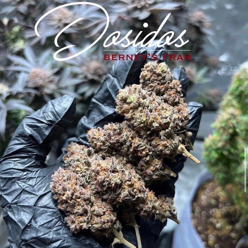 Cannabis Bg