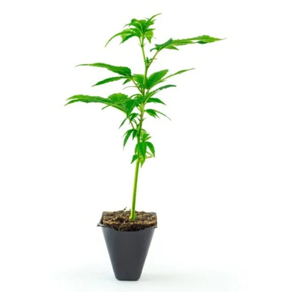 Cannabear