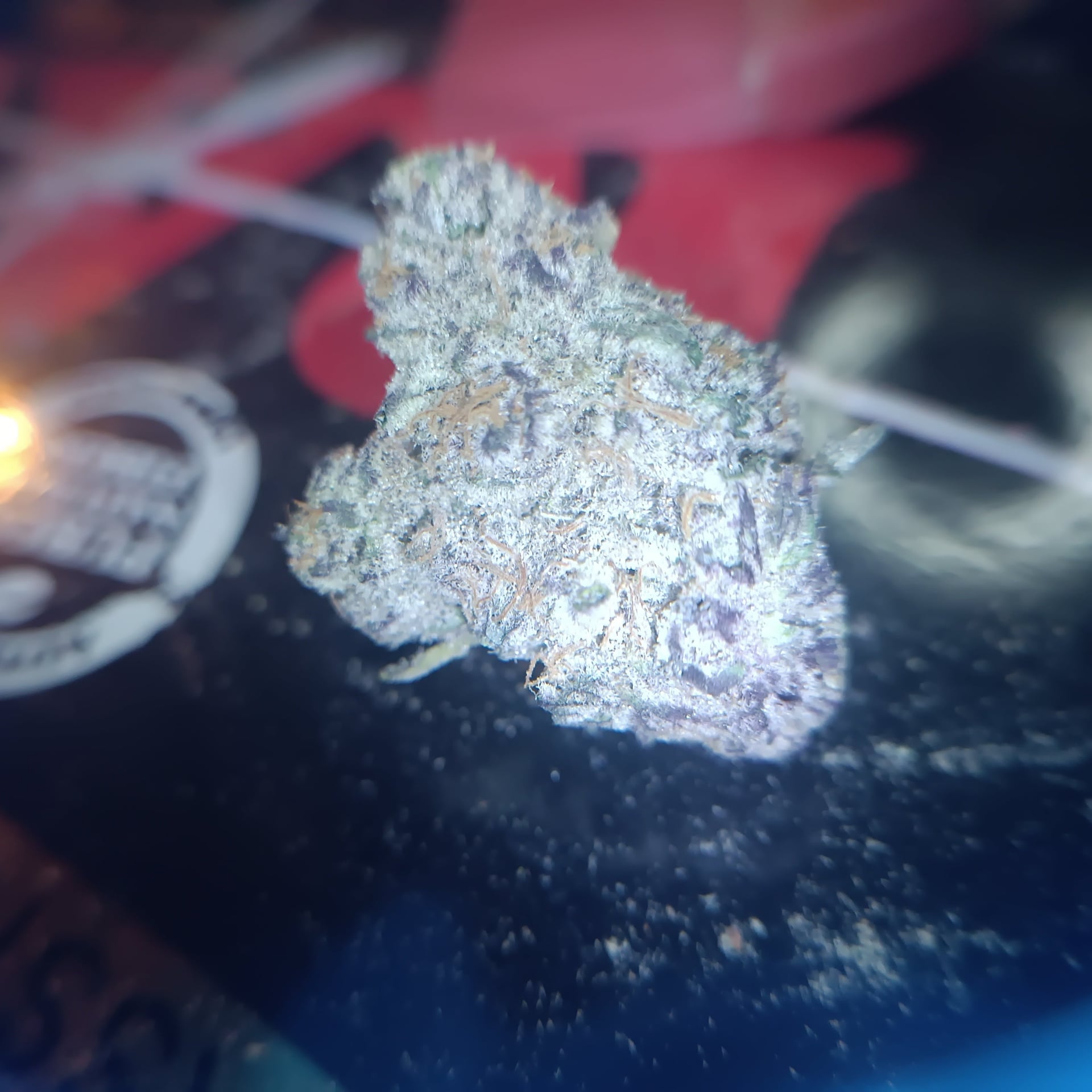 SiamweedSociety