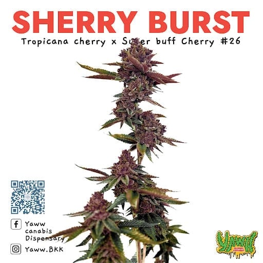 Cannabis Dispensary Yaww BKK logo