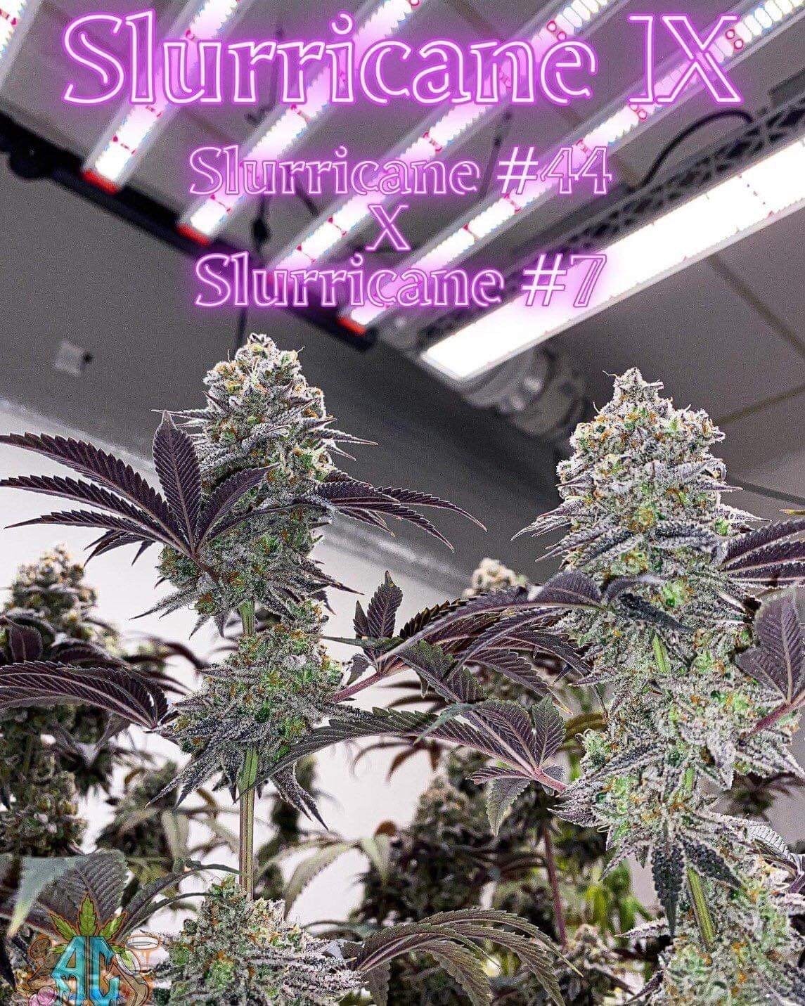Weed Station Stay 420 { 420 }