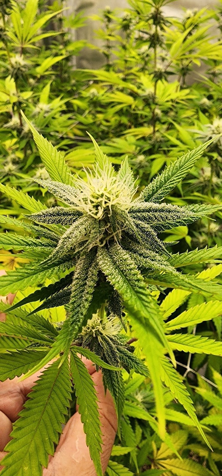 A-Weed Cannabis Store MaeNam Soi