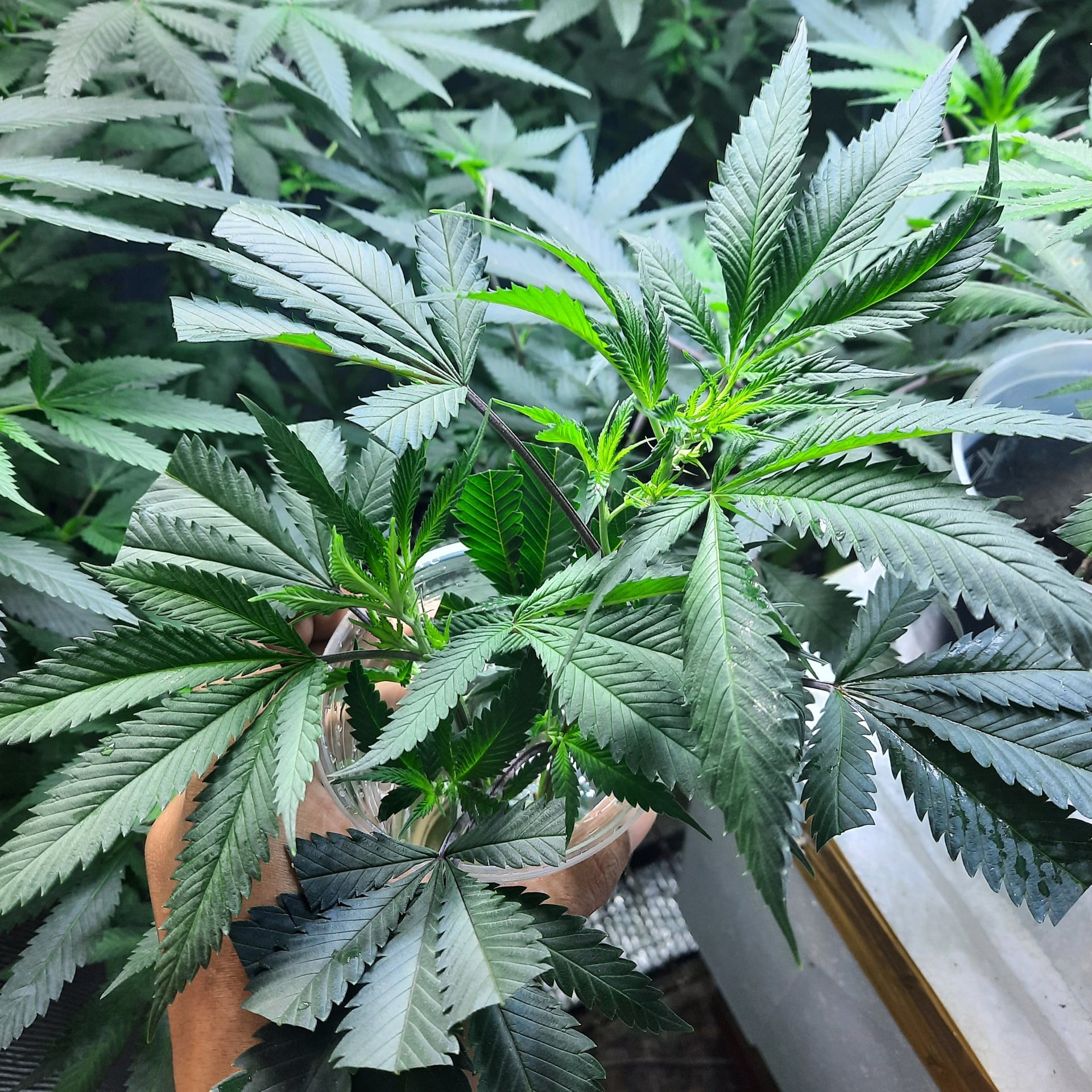 Ran Khnm Thiy Sutr Mae