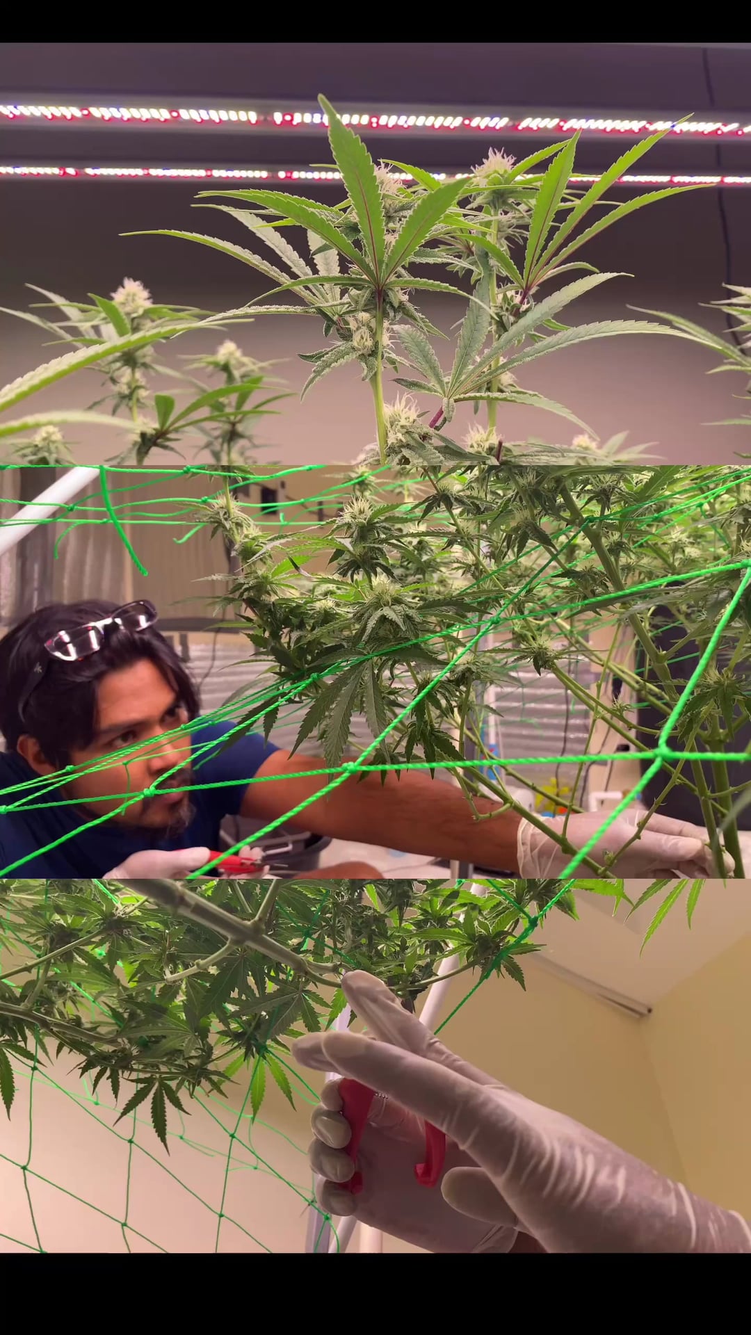 Higret Hemp - Weed & Chill