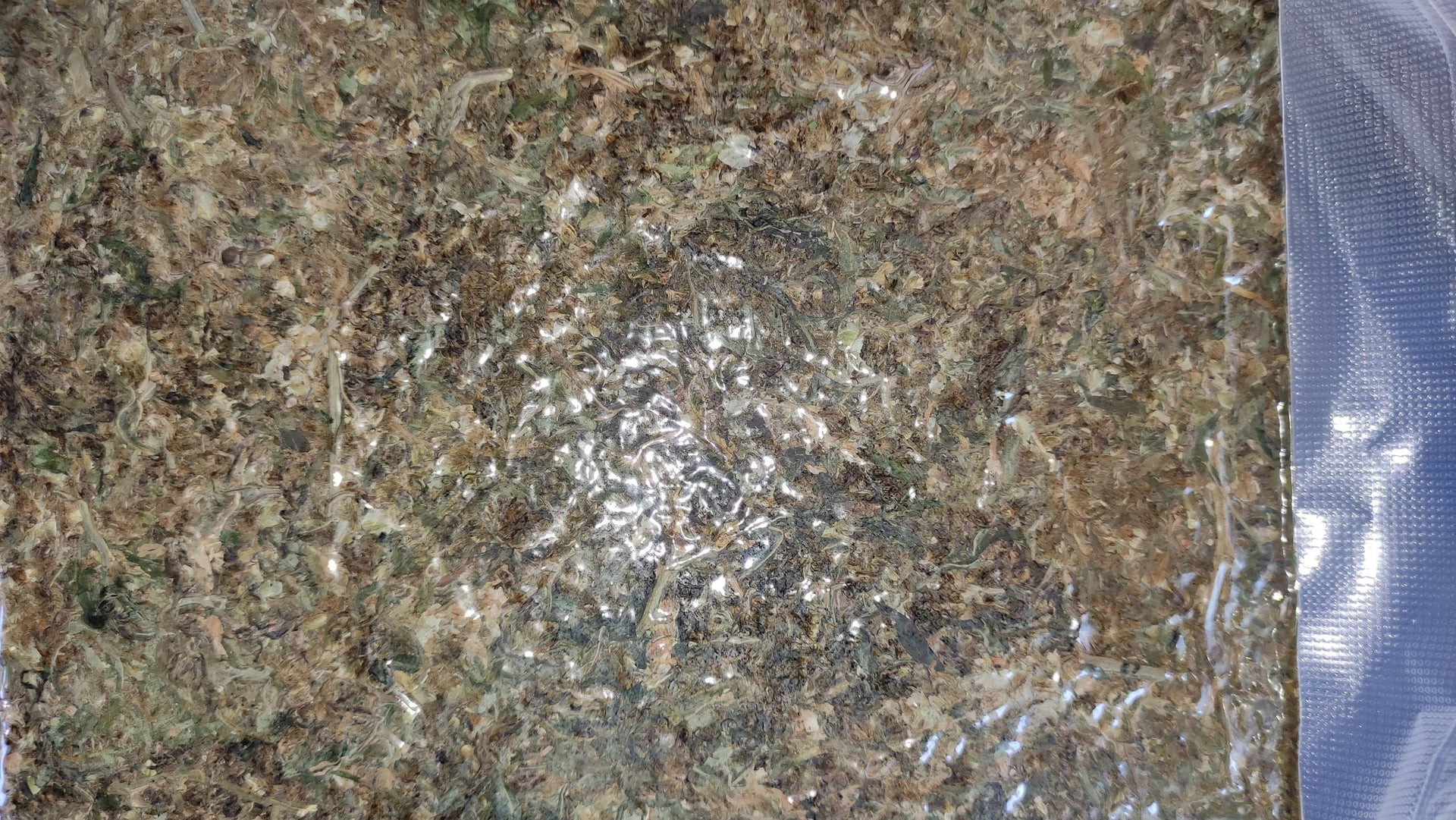 The Eagle Cannabis