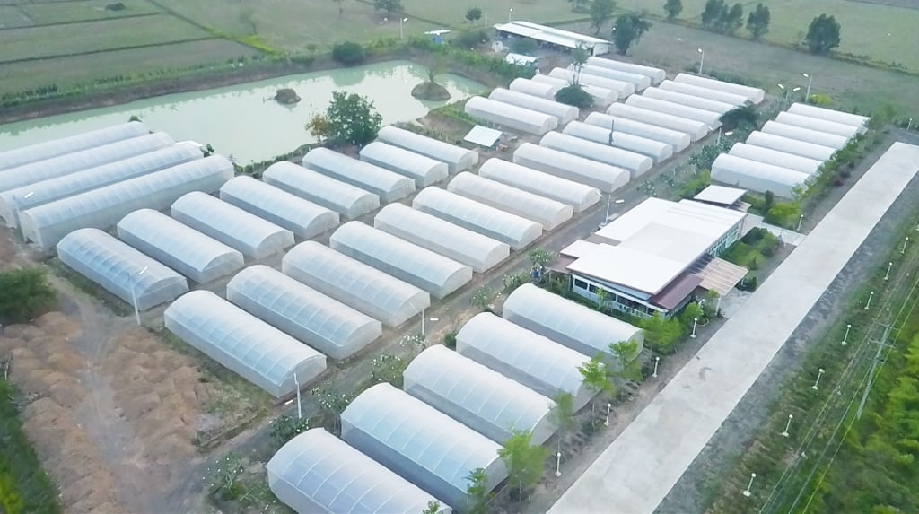 Chemical Free Melon Farm