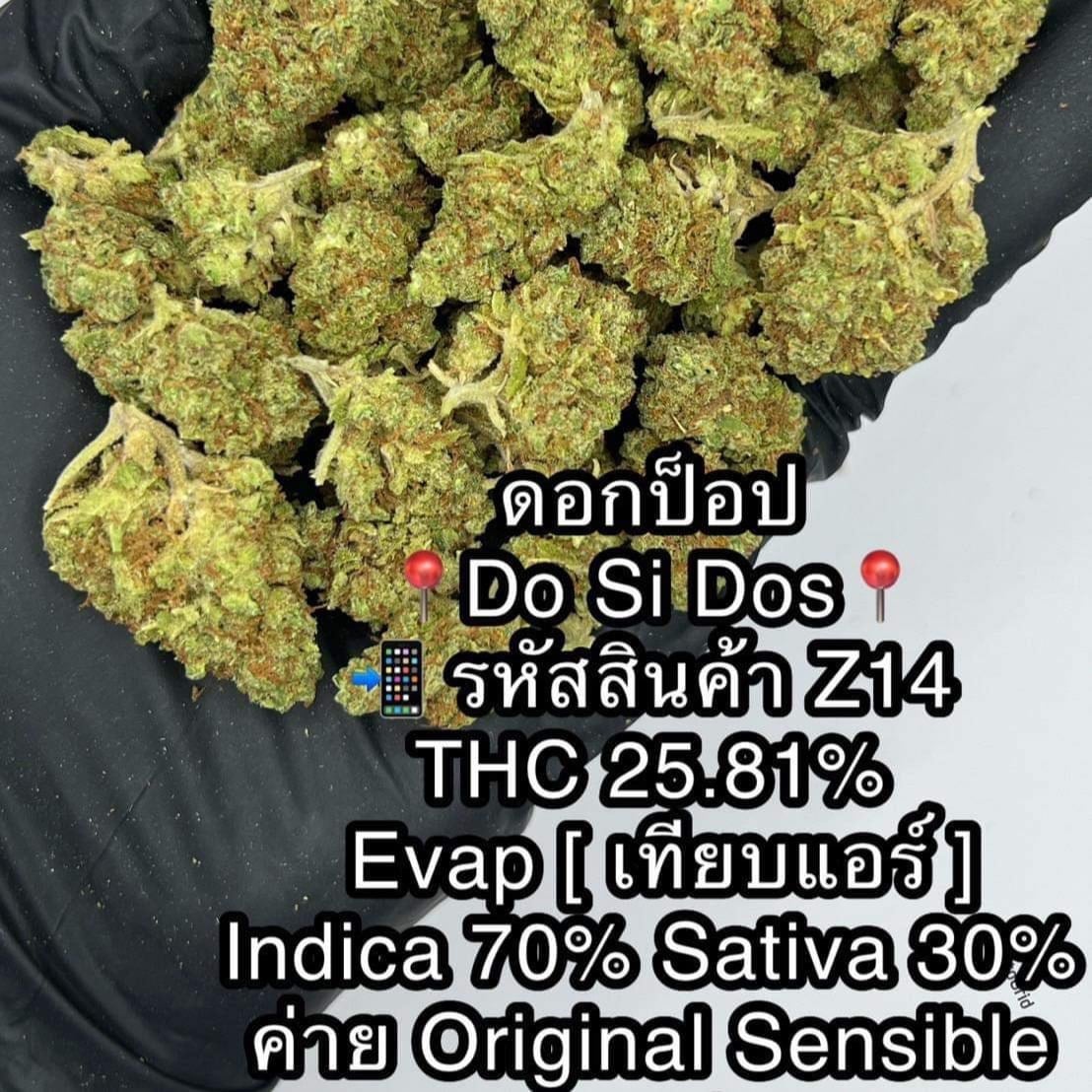 Feasto Og Kush