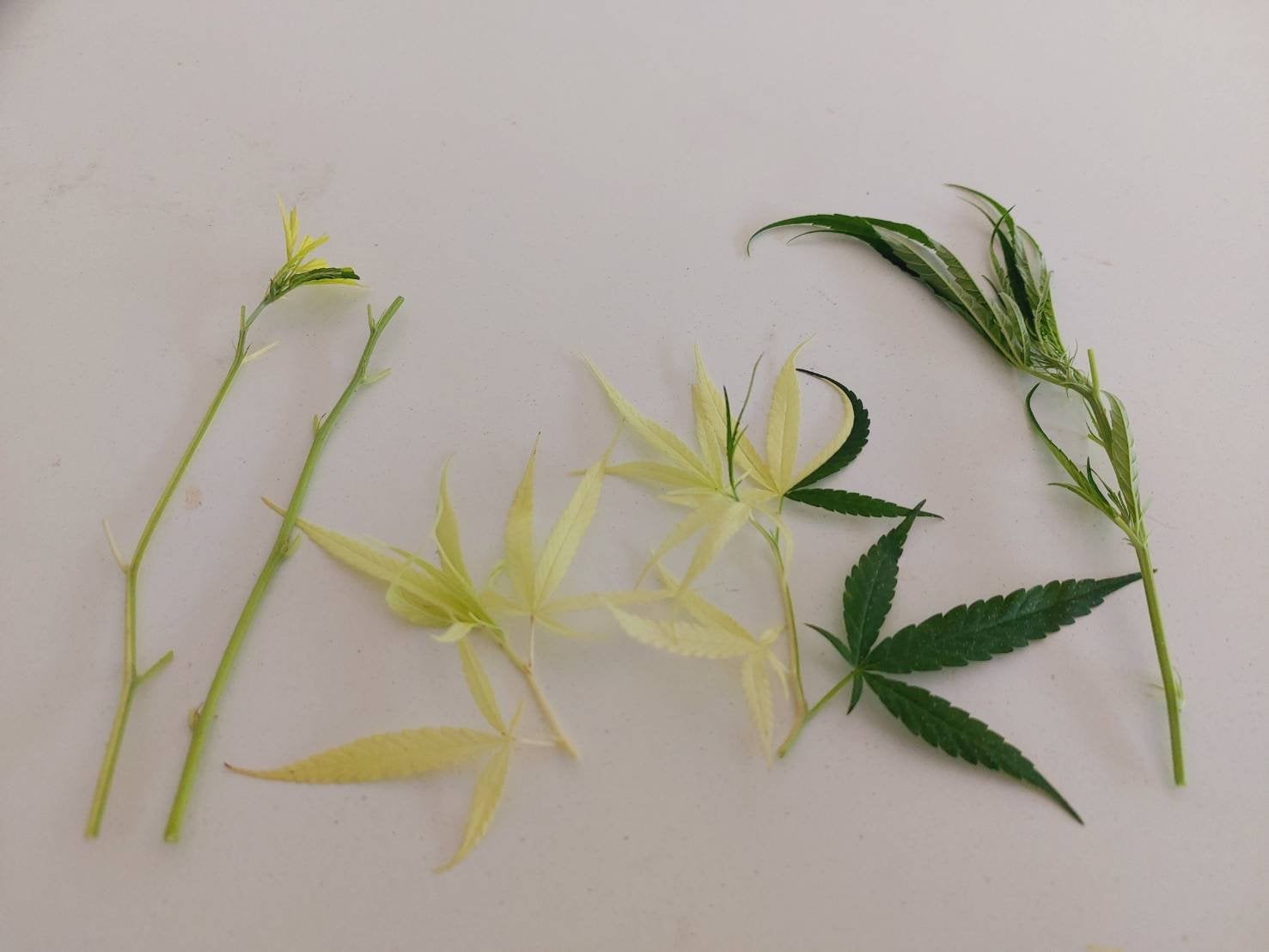 Plant Tissue Culture N Bualamphu
