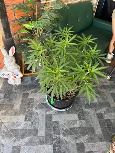 GreenLanding Cannabis Cafe