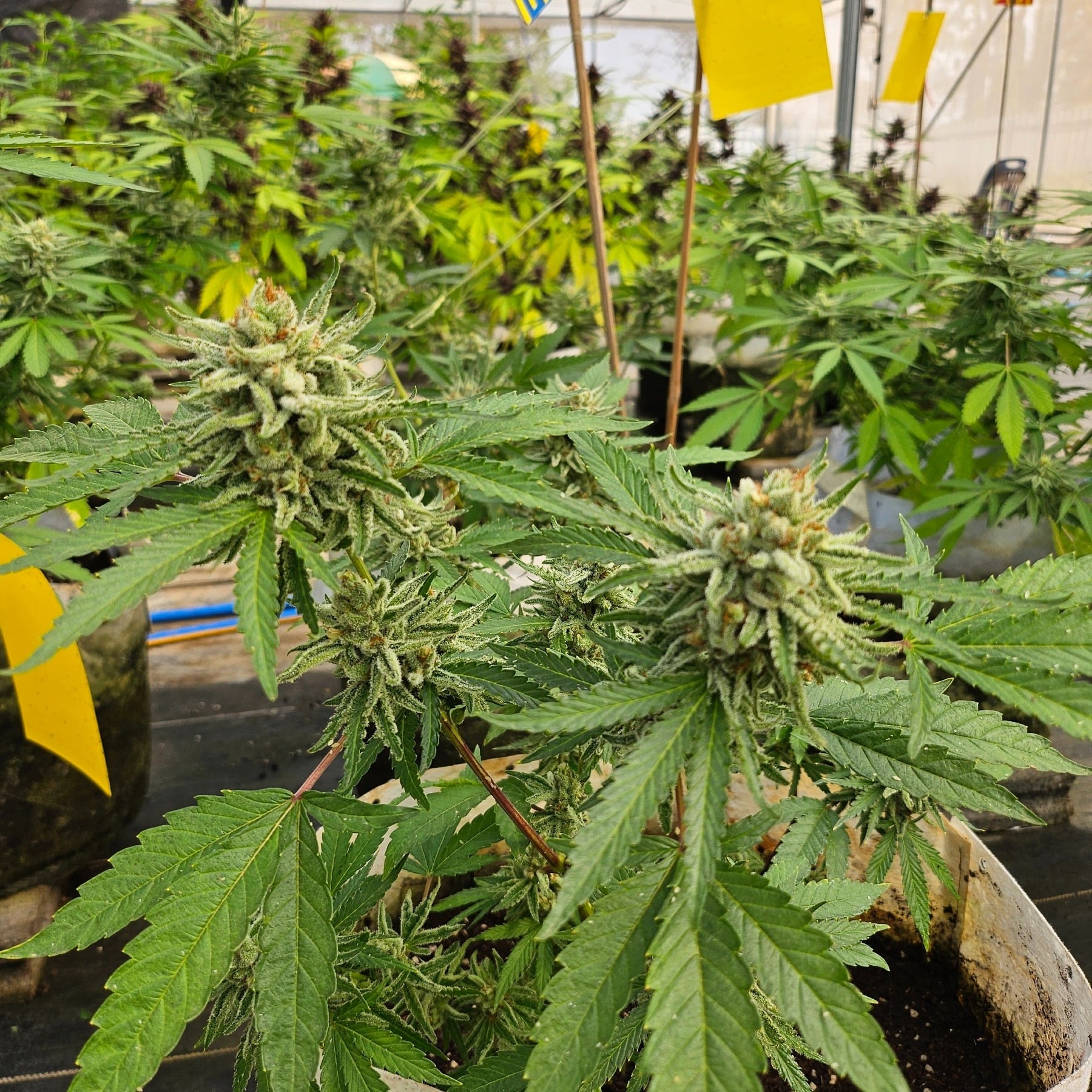 Saithong Cannabis Farm