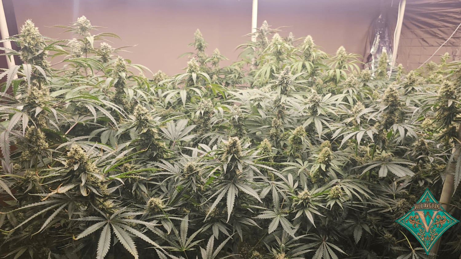 Villaverde Cannabis Flower Seeds Walking Street