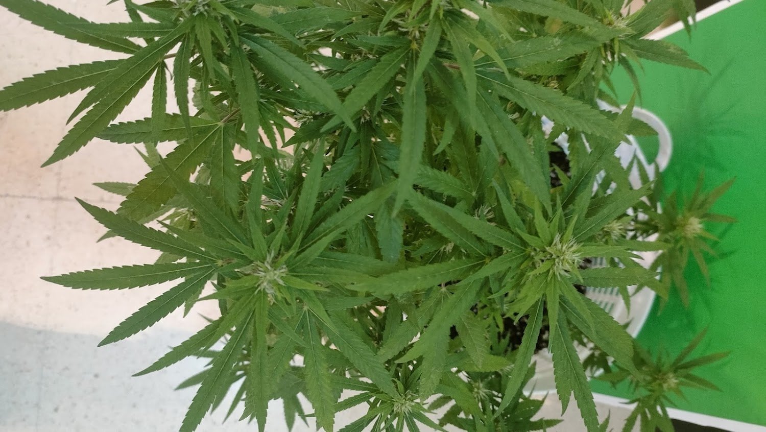 TK Cannabiz