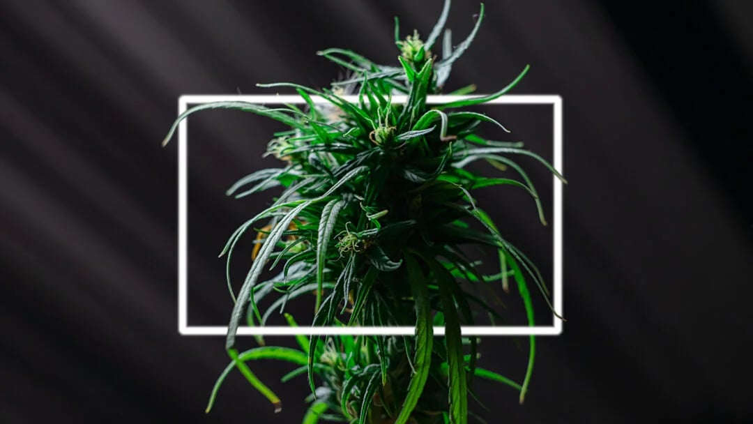Cannabear