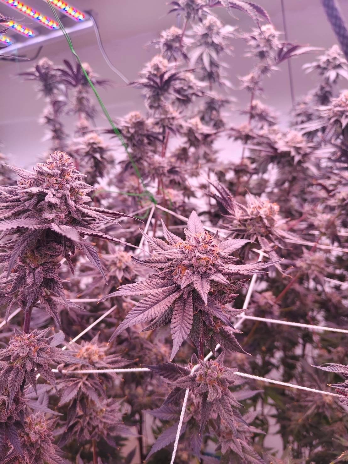 Happyisland X Baan Chainarong OG by.Phra Ae