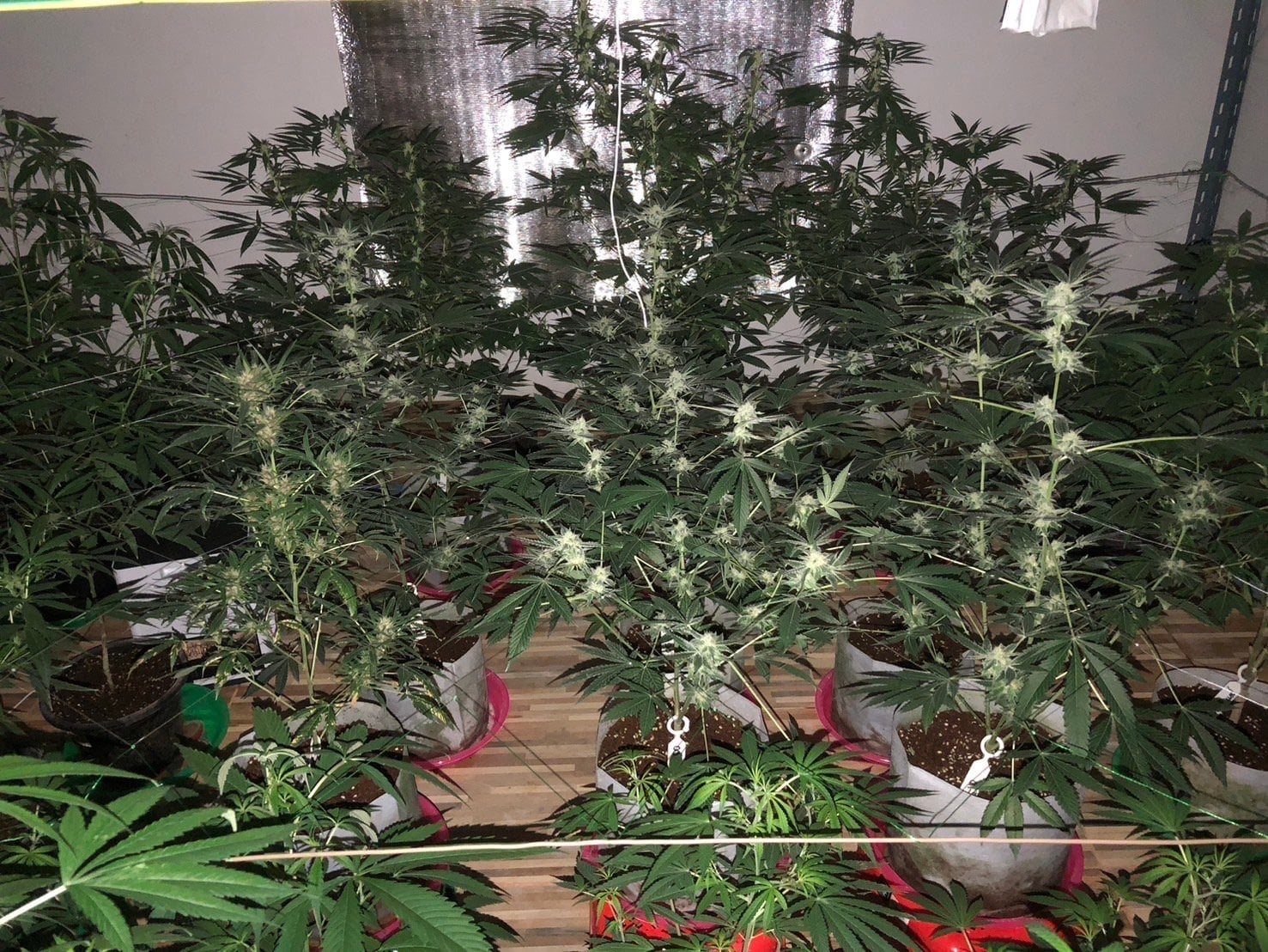 Og Farm