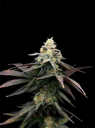 The Right Global Trading Co.,Ltd. RGTcannabis Farm