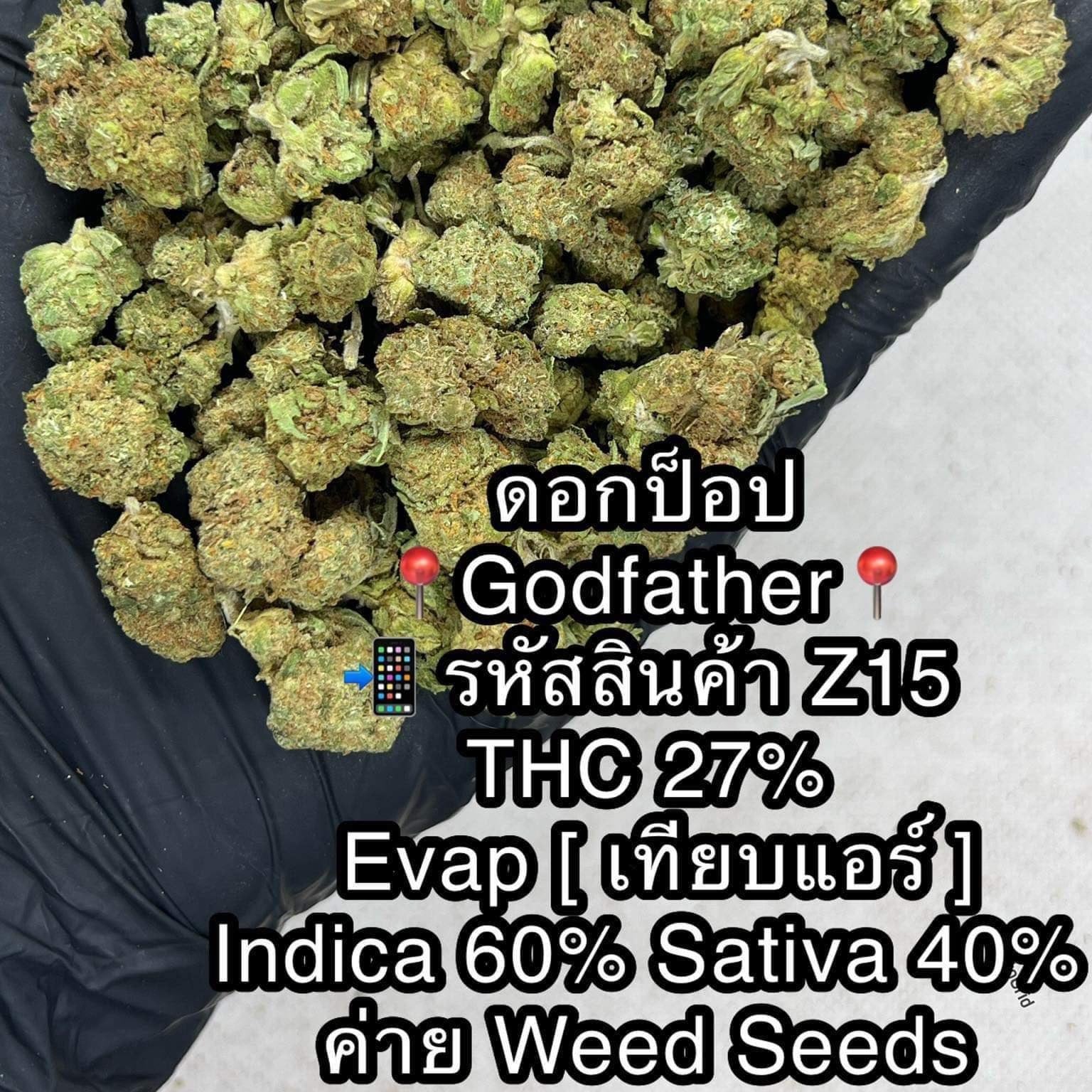 Feasto Og Kush