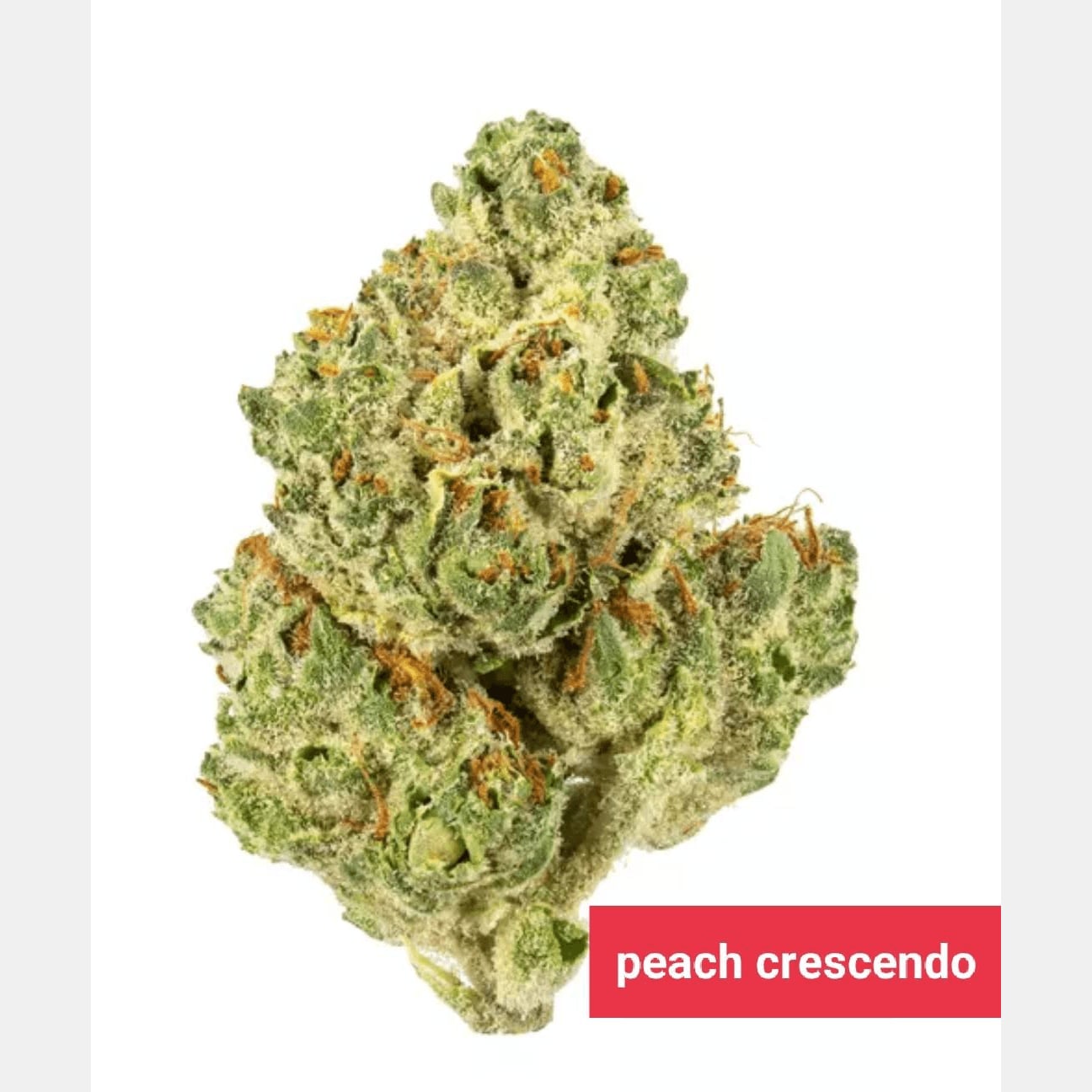 大麻ショップ CannabisOG ロゴ