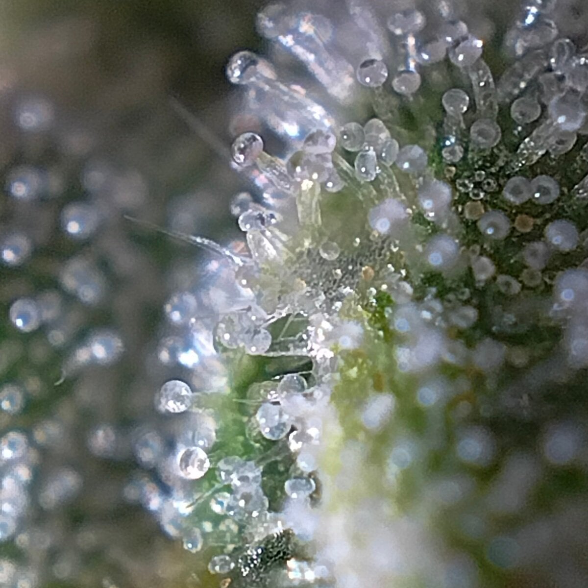 World Of Cannabis Permpoolsub420