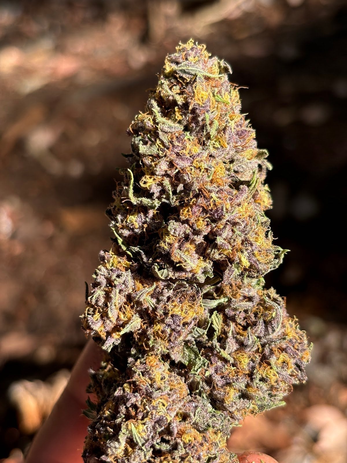 Highsiam Long Beach