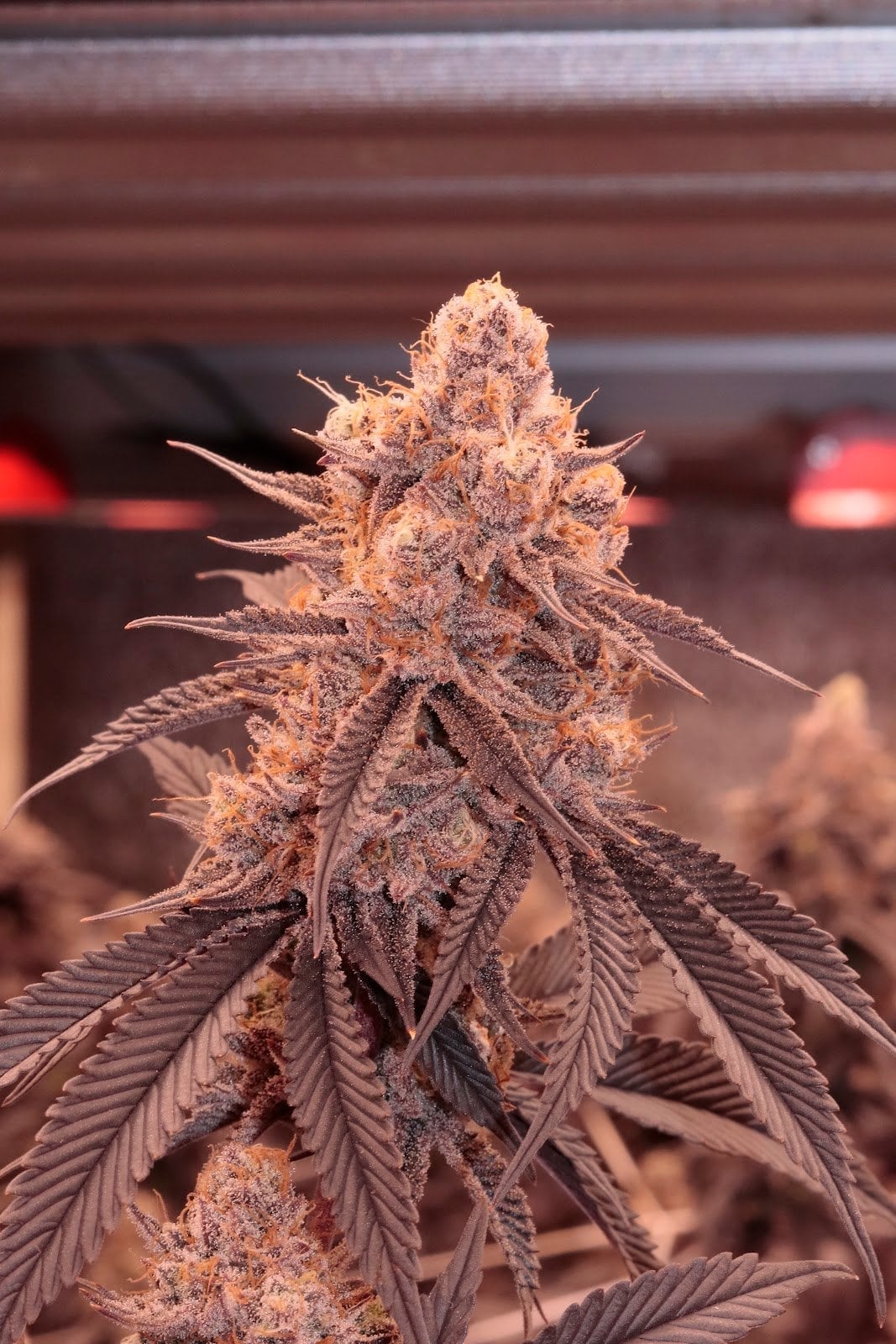 Cannabis